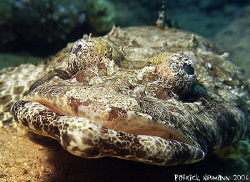 Portrait of a Croc whilest northtour Red Sea/Egypt taken ... by Patrick Neumann 